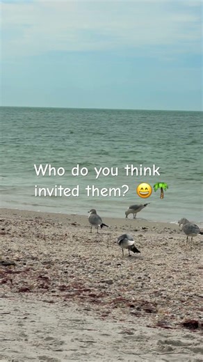 Seagulls Gathering on the Beach | Funny Ocean Wildlife Short