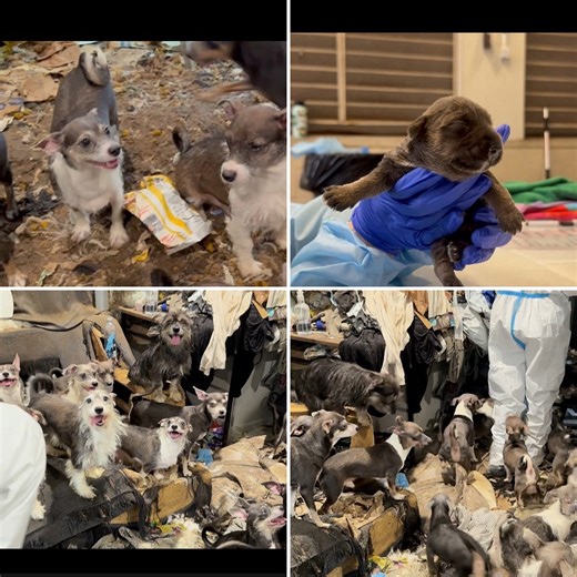 40 dogs rescued from feces-filled California apartment, relocated to already over-capacity area shelters