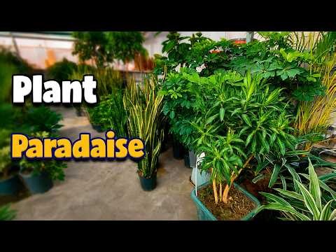Greenhouse Tour | Beautiful Indoor Plants Collection