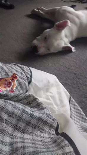 skaden (@kinkadez)’s videos with original sound - skaden