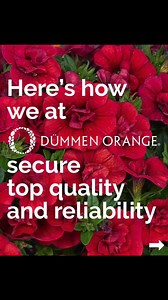 🌼 Secure Your Success with Dümmen Orange 🌼 Discover how we ensure top quality and reliability for your business! 💪 ➡️ 1. How do we do it? We conduct ongoing cultivation trials to recommend the selections that best meet your specific needs. ➡️ 2. Recent Highlights: Our Petunias, Verbenas, and Calibrachoas have been the focus of intensified trials this past year. ➡️ 3. What makes them exceptional? Carefully selected strongest varieties Strategic improvements on our farms for enhanced performanc