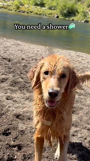 Stinky little baby❤️😂🐶 #viral #cute #dog #pets #viralvideo #funny #shorts #viralvideo