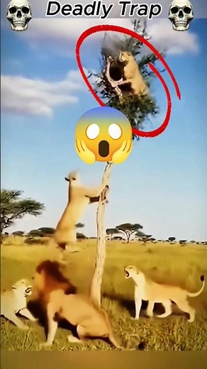 Leopard vs. 6 Lions: Who Wins? 😱 #shorts #wildlife #lion