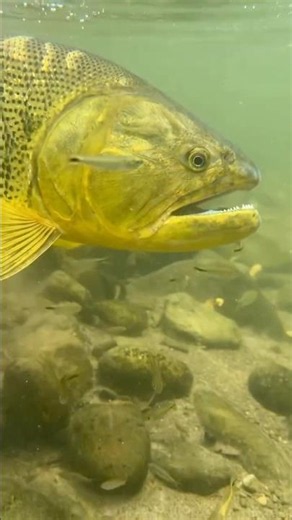 Are dorado the coolest freshwater fish? #flyfishing #skwalafishing
