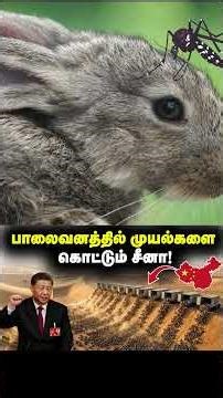 முயல்களை விஷம் வைத்து கொள்ளும் நாடு
