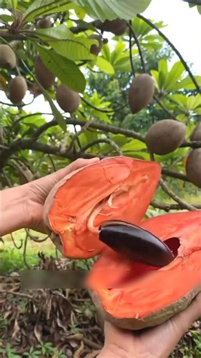 A fruit that releases a milky fluid when plucked and becomes completely smooth upon ripening.