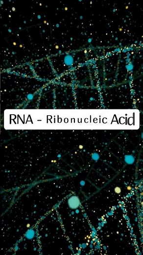 RNA Structure & Types Explained for Beginners #biology