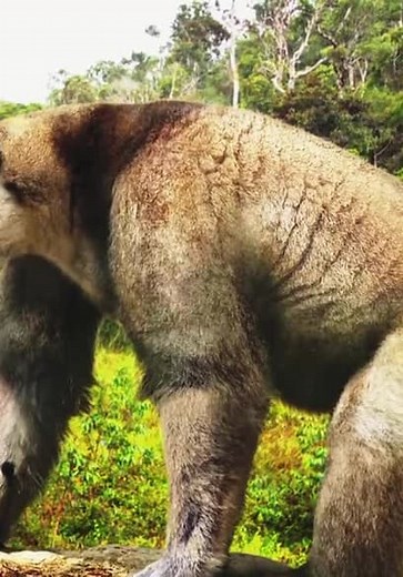 Extinct or Alive S01:E02 - The Madagascar Giant