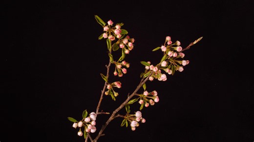 Pissenlit, Fleur, Flore