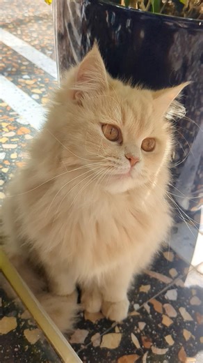 “This One Guide Can Change Your Life in 60 Seconds | Must Watch”❣️🐈