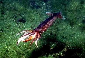 Japanese flying squid - Alchetron, The Free Social Encyclopedia