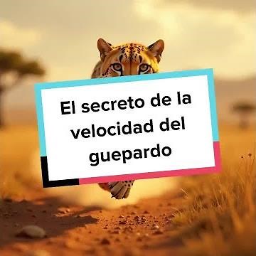 El secreto de la velocidad del guepardo