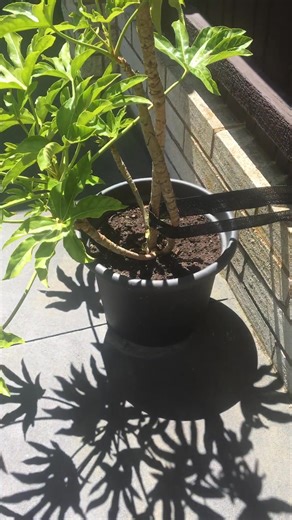 Jimmy Whalin on Reels