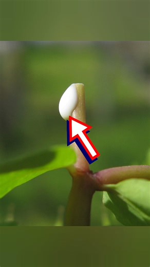 World’s Smartest Army Tricks 🪖#SecretMilitary#MilitaryFacts#ArmySecrets#military #shorts