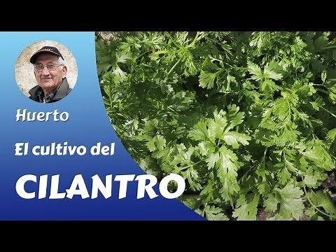 THE END: THE COMPLETE CULTIVATION OF CILANTRO IN THE FAMILY GARDEN