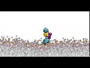 Interaction of MRX5 with the Lipid Bilayer