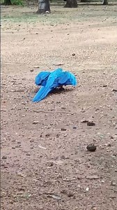 Arara Azul voando livre! 🦜💙 #shorts #araraazul #aves #nature #tocantins #brasil #wildlife #viral