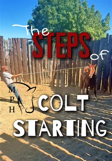 The Steps of Starting a Young Horse Desensitization of the Rope Movement of the Rider in the Saddle Ranch Versatility Be Aware of Your Rope Handling Skills Day 1 and Starting Horses #day1 #firstride #horse #trainer #equestrian