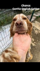 Gentle, beautiful English Setter Available for adoption Male Age 7/8 contact Melanie Partington SPANIEL SETTER RETRIEVER ADOPTION INTERNATIONAL - READY FOR HOMES | Melanie Partington