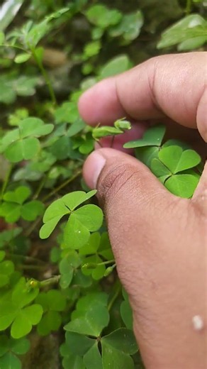 Oxalis plant from kitchen garden #shorts #viral #garden #oxalis #facts