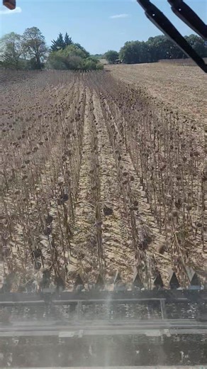 47K views · 227 reactions | Départ de la moisson du Tournesol 2025 dans le Gers | SARL FG Travaux Agricoles | Facebook