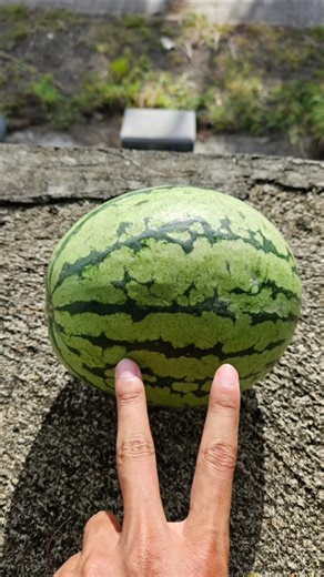 Experiment: Will a Watermelon explode after falling from the Building??