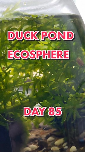 Duck Pond Biosphere! Day 85! #moss #mossball #java #worm #bugs #marimo #Lemnoideae #egeria #algae #ecosystem #ecosphere #sealed #international #pond #fyp #foryou #foryoupage #daily #new #update #regularshow #follow #trend #wildlife #microscope #viral #trending #tiktok #daphnia #copepod #ostracod #tubifex #shrimp #snail #snails #terrarium #aquarium #jarrarium #love #explore #explorepage #egg #hatch #baby #sealeduniverse