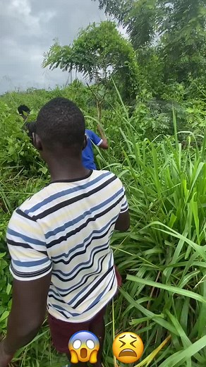 Exploring Nature: A Journey Through Lush Greenery