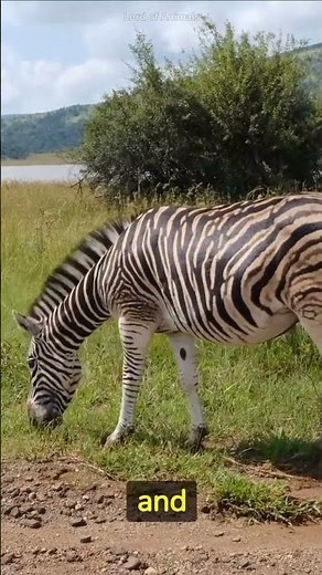 Zebra | Why Are They Striped?
