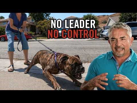 This Therapy Dog Turned Dangerous | Cesar 911