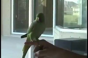 Smart Parrot Does Tricks | Vixen Daily