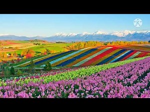 Shikisai no oka flowers garden japan