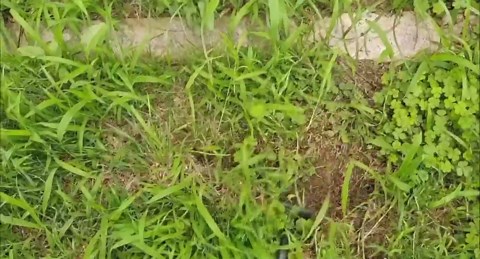 Weed Puller Tool-2Pcs Gardening Hand Weeder Tools, 2025 New Weeding Artifact Uprooting Weeding Tool, Manganese Steel Weed Removal TooL, 6 Teethes Dual Purpose Manual Weed Pulling Tool for Yard Gardenl