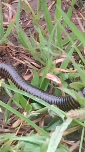 how millipedes from getting in your house. #USA Short#insects