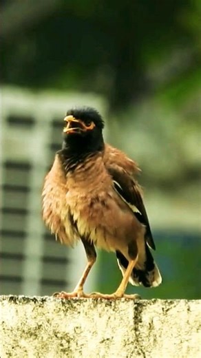 Common Myna Sound