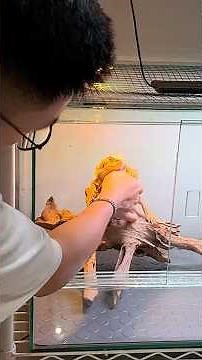 GREBEK KOLEKSI KADAL EKSOTIS PALING SANTAI DAN JINAK PELIHARAAN BOCIL UMUR 12 TAHUN!