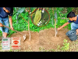 The Best Fertilizer For Mango Plants | Best Fertilizer