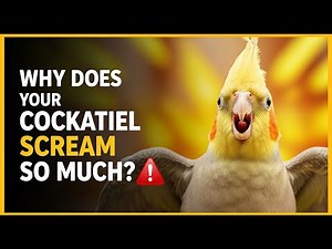 👉 Cockatiel Screaming Non-Stop? Discover the Causes and How to Solve It Once and For All!