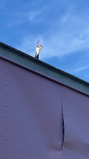 Does our peahen have her eggs?? #peahen #peafowl #peacocks #peacock | Cog Hill Farm