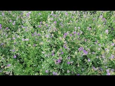 Busy Bees Buzzing Alfalfa Seed Production July 2021