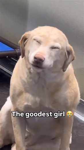 Advocatingfordogsinneed on Instagram: "Goooood girl Magieeee Here are seven cool facts about dogs: 1. Dogs have an incredible sense of smell, which is around 10,000 to 100,000 times more acute than humans. 2. The Basenji dog breed is known as the “barkless dog” because they don’t bark like other dogs; instead, they make a unique yodel-like sound. 3. The world’s smallest dog breed is the Chihuahua, while the largest breed is the Irish Wolfhound. 4. Dogs have a “third eyelid” called the nictitatin