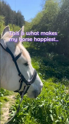 Why Hacking Helps Horses Relax | Hack & Snack Explained 🌿 #bitlessriding #calmhorsesbrightminds