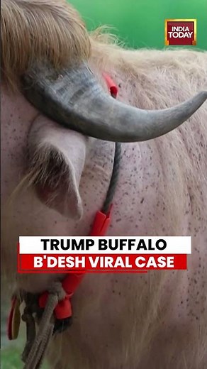VIRAL: Trump Buffalo Goes Viral in Bangladesh | Albino Animal Set for Eid Sacrifice #viralvideo