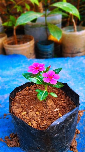 How to sadabahar plant care 🪴 and report #gardening #shorts