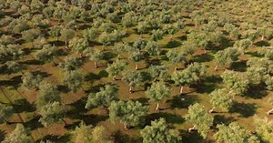 Olive tree shaker harvester with an open collecting umbrellas and olives dropping off the tree