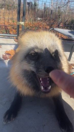 Playing with Milo fox! | Clevyr Creatures Fox Sanctuary