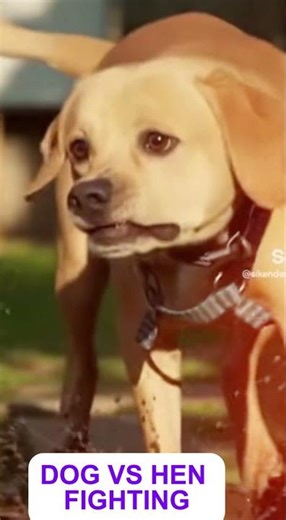 Epic Dog vs Hen Showdown – Comedy Fight 😂🐔🐶