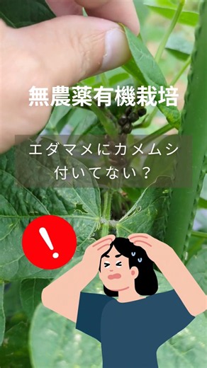 エダマメ、カメムシ被害。防虫ネットで対策 #家庭菜園