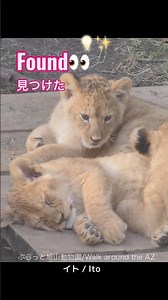 グッドアイデア💡✨good idea＃ライオン #オリトイオイトフウレイ #ファミリー #赤ちゃん #lion #cute #animal #cubs