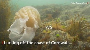 Água Viva: espécies, curiosidades e suas características